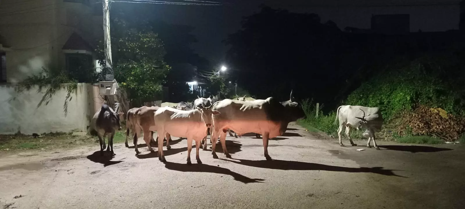 மாடுகள் தொல்லை