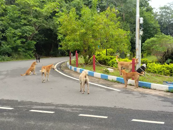 கலெக்டர் அலுவலகத்தில் சுற்றித் திரியும் நாய்கள்