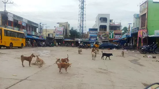 தெருநாய்களுக்கு கருத்தடை செய்ய வேண்டும் தெருநாய்களுக்கு கருத்தடை செய்ய வேண்டும்