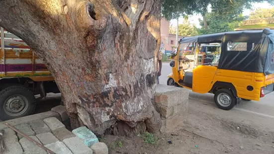 ஆபத்தான புளியமரத்தை அகற்றுவார்களா?