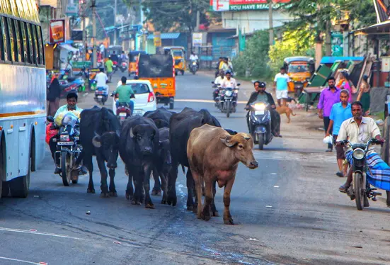 மாடுகளால் போக்குவரத்துக்கு இடையூறு