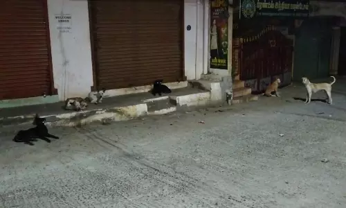 தெருநாய் தொல்லை தெருநாய் தொல்லை