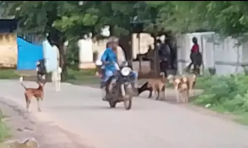 தெருநாய்கள் தொல்லை