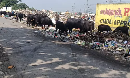 மலைபோல தேங்கும் குப்பைகள் மலைபோல தேங்கும் குப்பைகள்