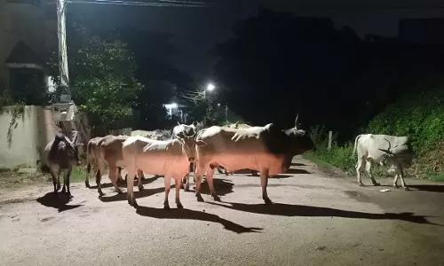 மாடுகள் தொல்லை