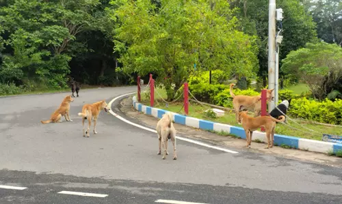 கலெக்டர் அலுவலகத்தில் சுற்றித் திரியும் நாய்கள்