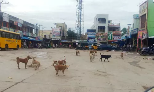 தெருநாய்களுக்கு கருத்தடை செய்ய வேண்டும் தெருநாய்களுக்கு கருத்தடை செய்ய வேண்டும்