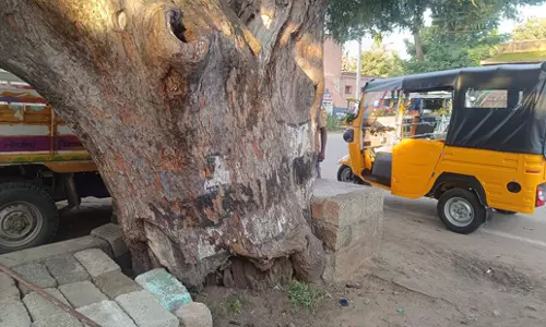 ஆபத்தான புளியமரத்தை அகற்றுவார்களா? ஆபத்தான புளியமரத்தை அகற்றுவார்களா?