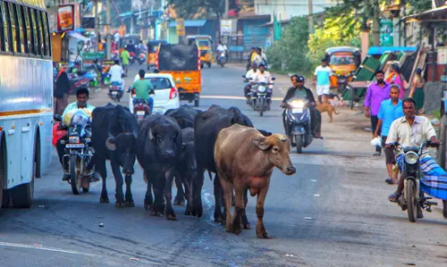 மாடுகளால் போக்குவரத்துக்கு இடையூறு மாடுகளால் போக்குவரத்துக்கு இடையூறு