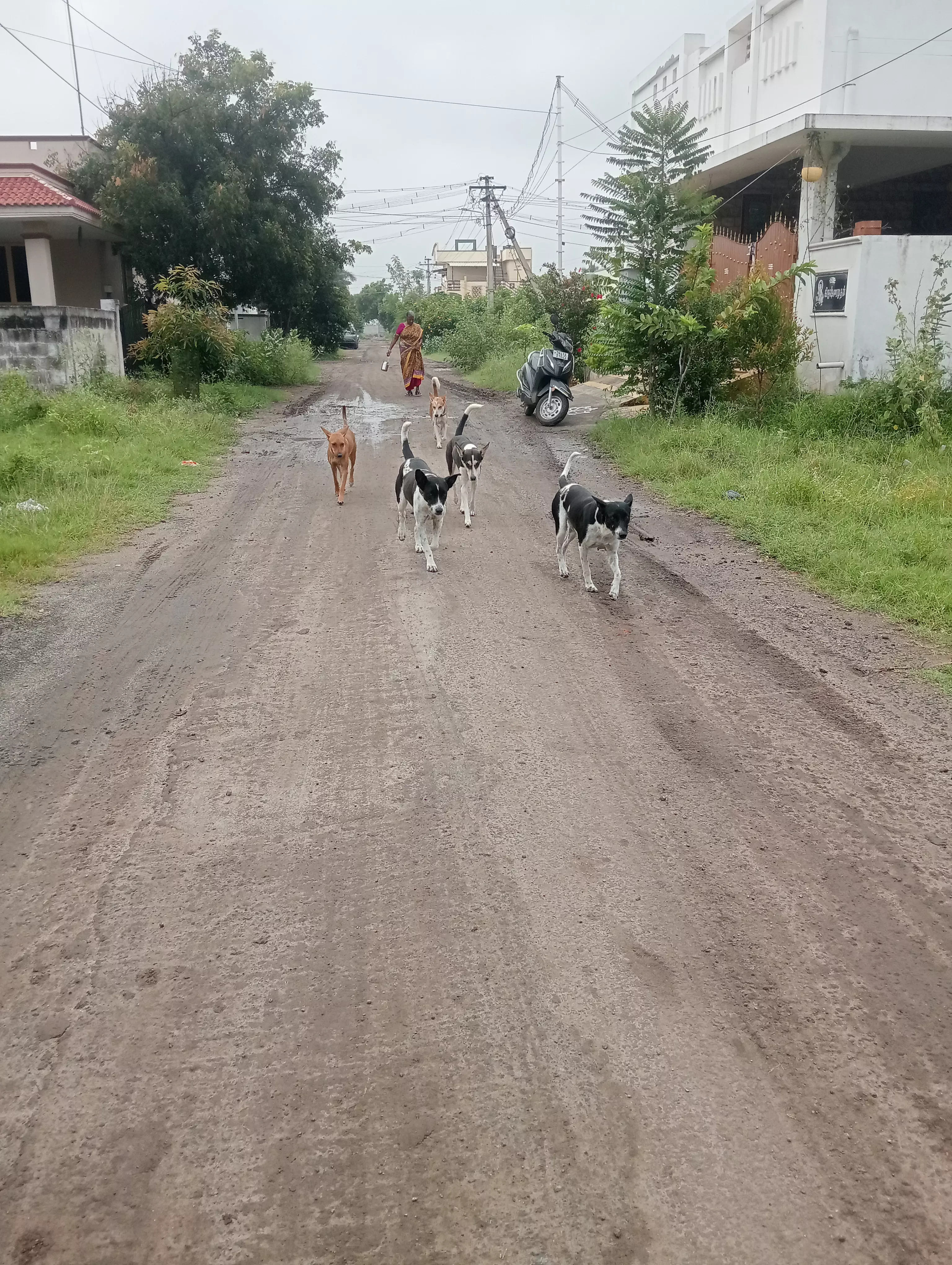 தெருநாய்கள் தொல்லை தெருநாய்கள் தொல்லை