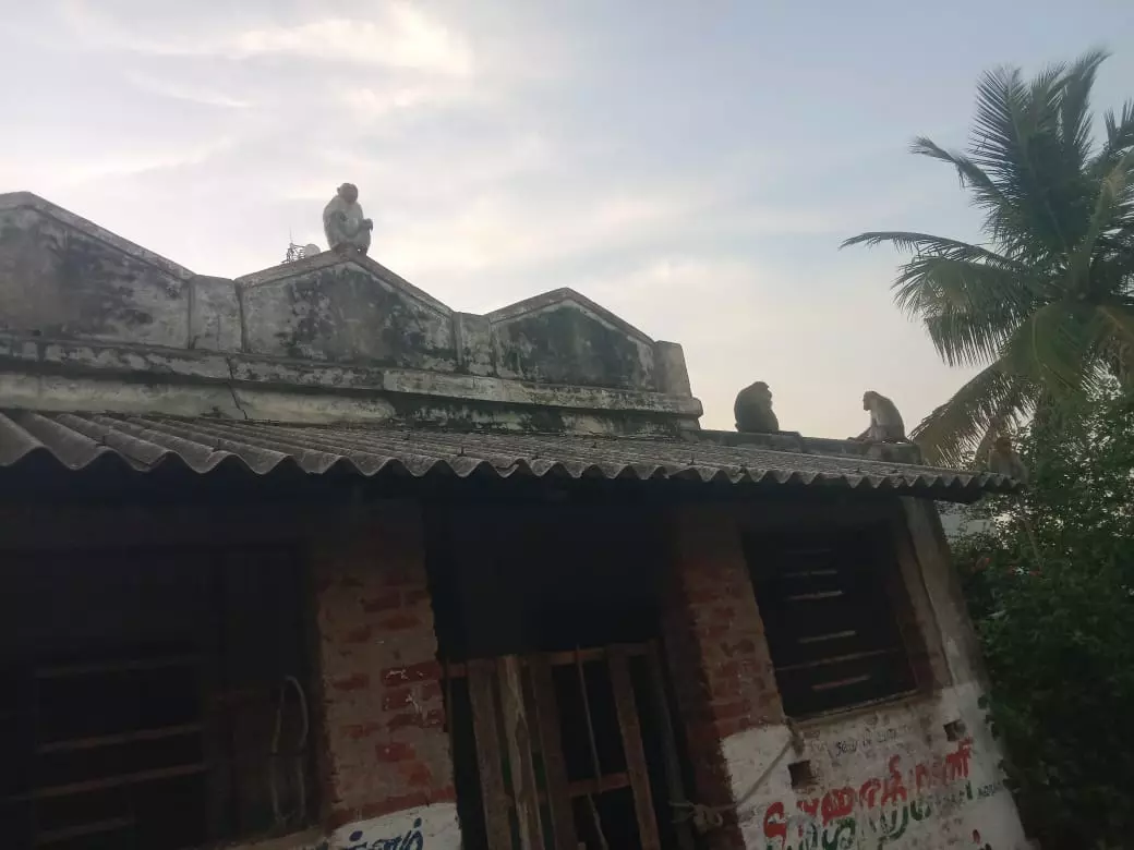 குரங்குகள் தொல்லை குரங்குகள் தொல்லை