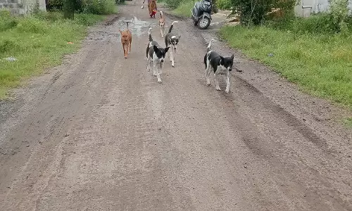 தெருநாய்கள் தொல்லை