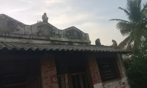 குரங்குகள் தொல்லை