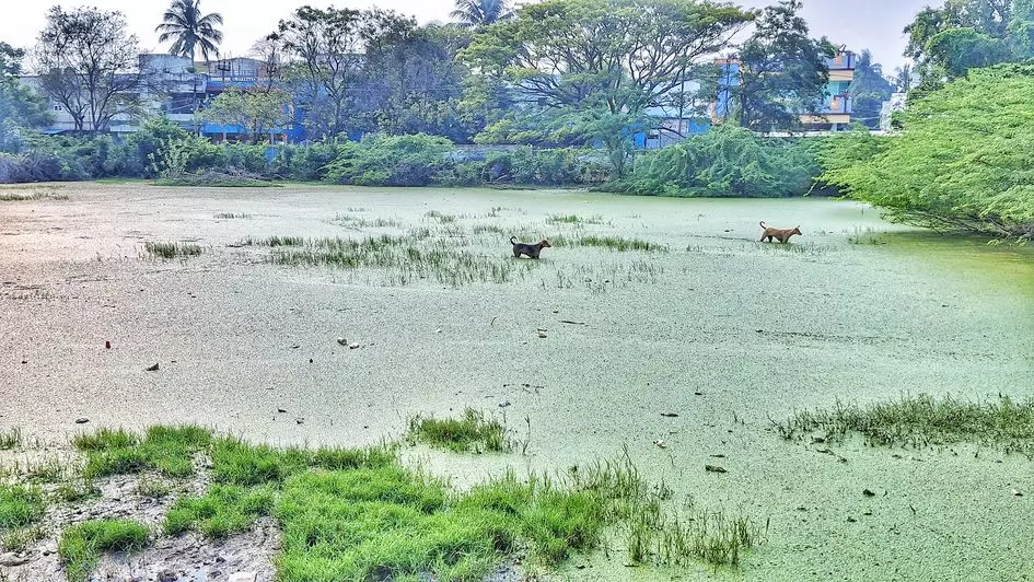 குளம்போல் தேங்கிய மழைநீர் குளம்போல் தேங்கிய மழைநீர்