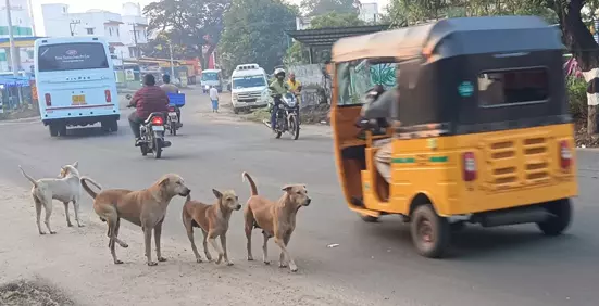 நாய்கள் தொல்லை நாய்கள் தொல்லை