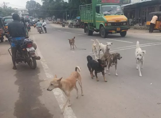 நாய்கள் தொல்லை நாய்கள் தொல்லை