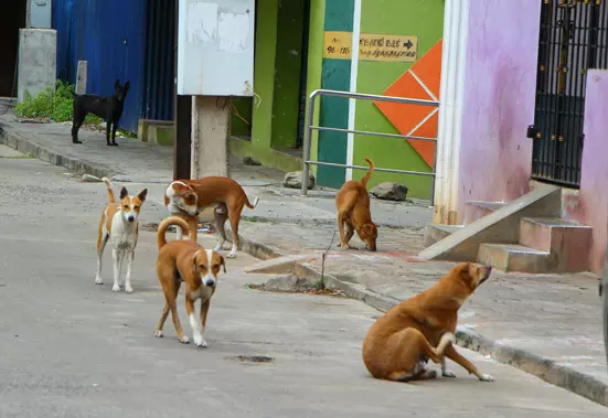 தெரு நாய்களால் மக்கள் அவதி தெரு நாய்களால் மக்கள் அவதி