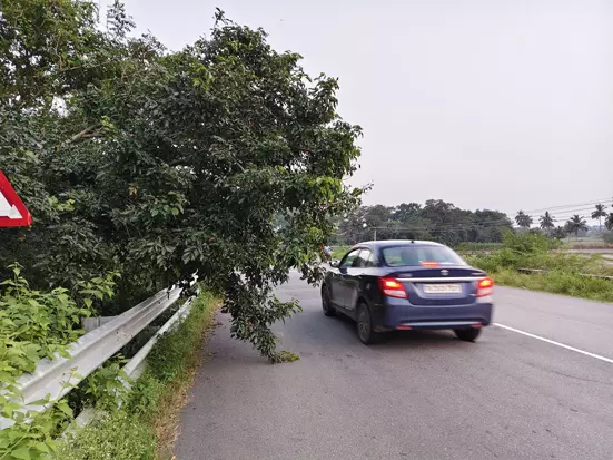 சாலையில் சாய்ந்த மரக்கிளைகளால் ஆபத்து சாலையில் சாய்ந்த மரக்கிளைகளால் ஆபத்து