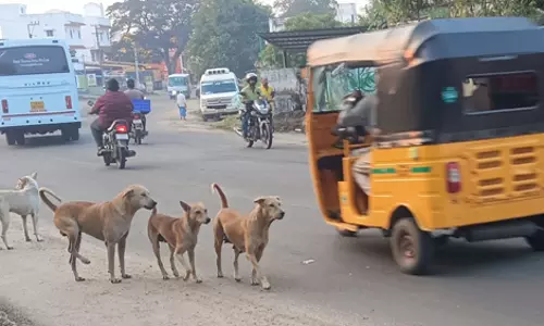 நாய்கள் தொல்லை