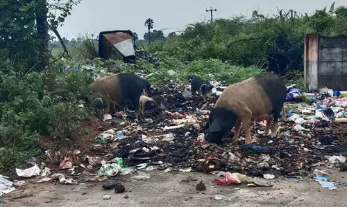 பன்றிகள் தொல்லை