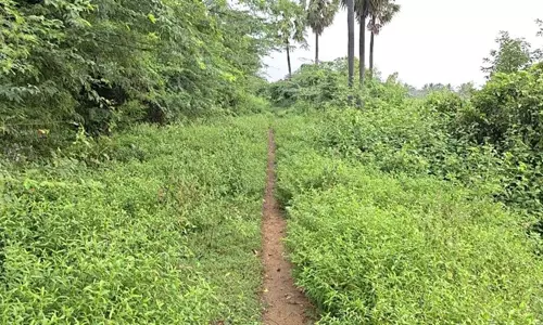 ஒத்தையடி பாதையான ஜல்லிசாலை