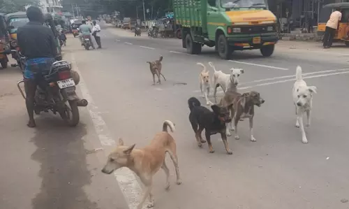 நாய்கள் தொல்லை