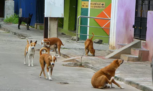 தெரு நாய்களால் மக்கள் அவதி