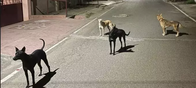 தெருநாய்கள் தொல்லை தெருநாய்கள் தொல்லை