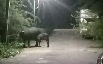 சாலையில் உலாவரும் எருமை மாடுகள்