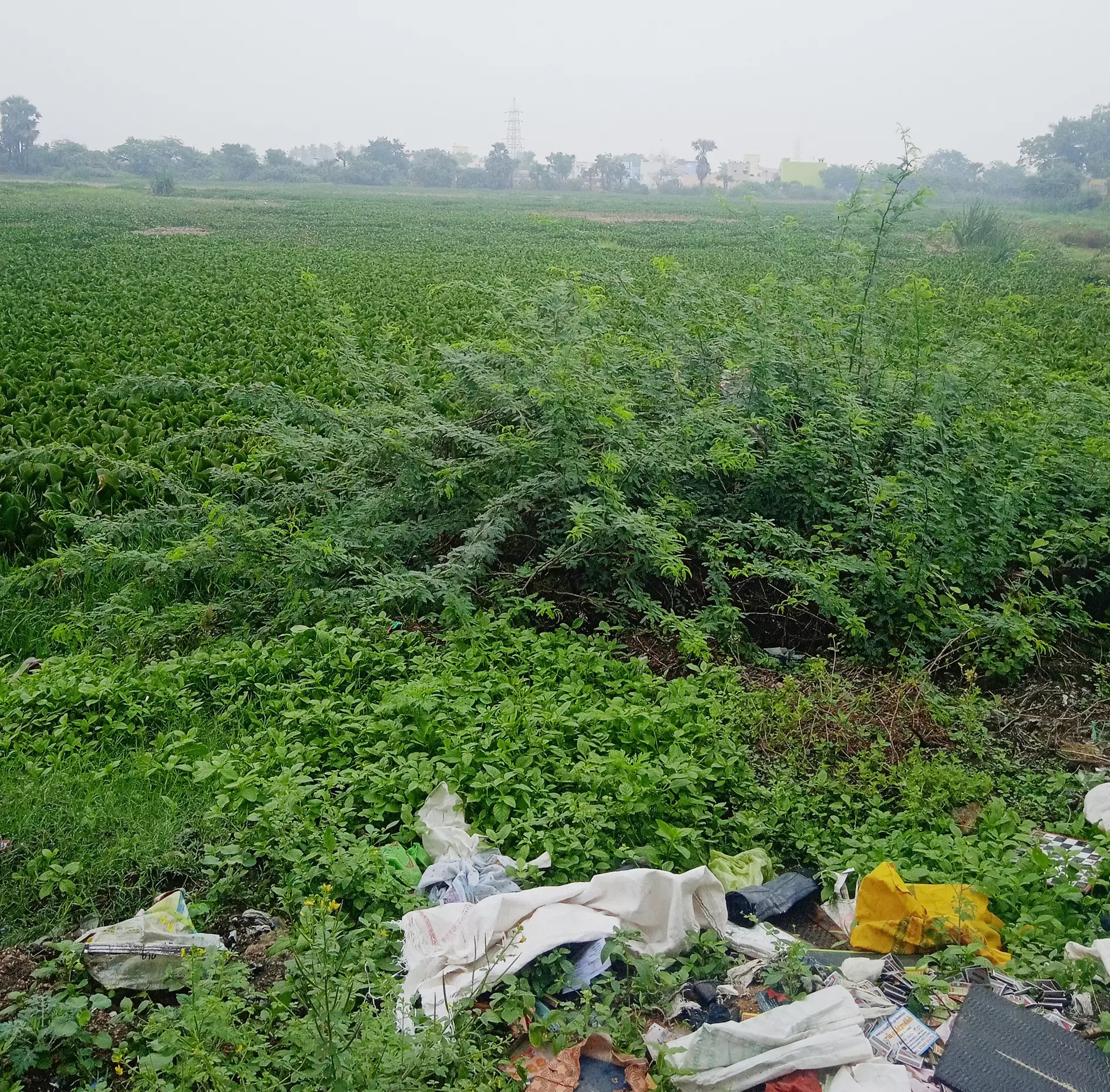 கண்மாயை ஆக்கிரமித்த அமலைச்செடிகள் கண்மாயை ஆக்கிரமித்த அமலைச்செடிகள்