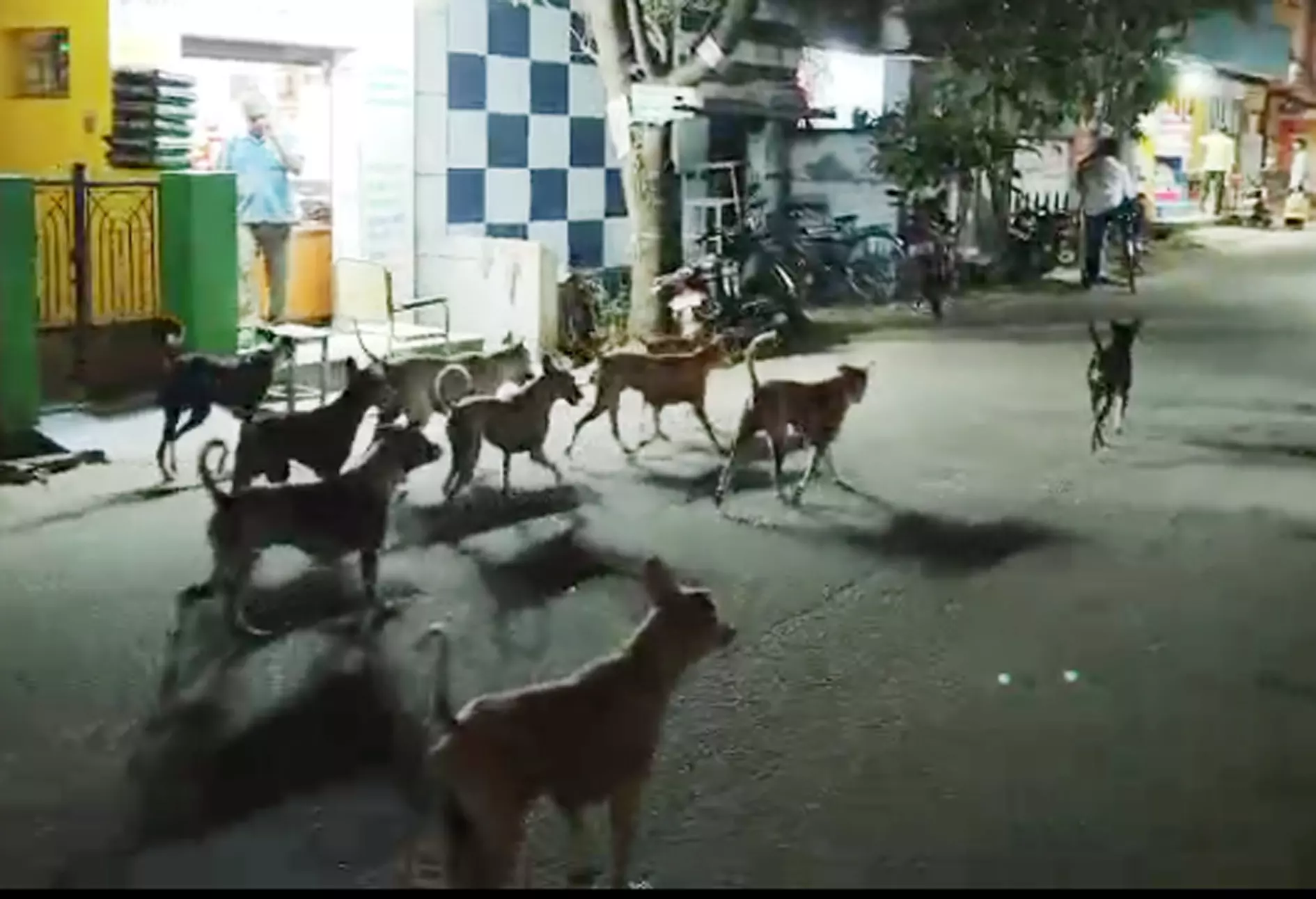 தெருநாய்கள் தொல்லை தெருநாய்கள் தொல்லை