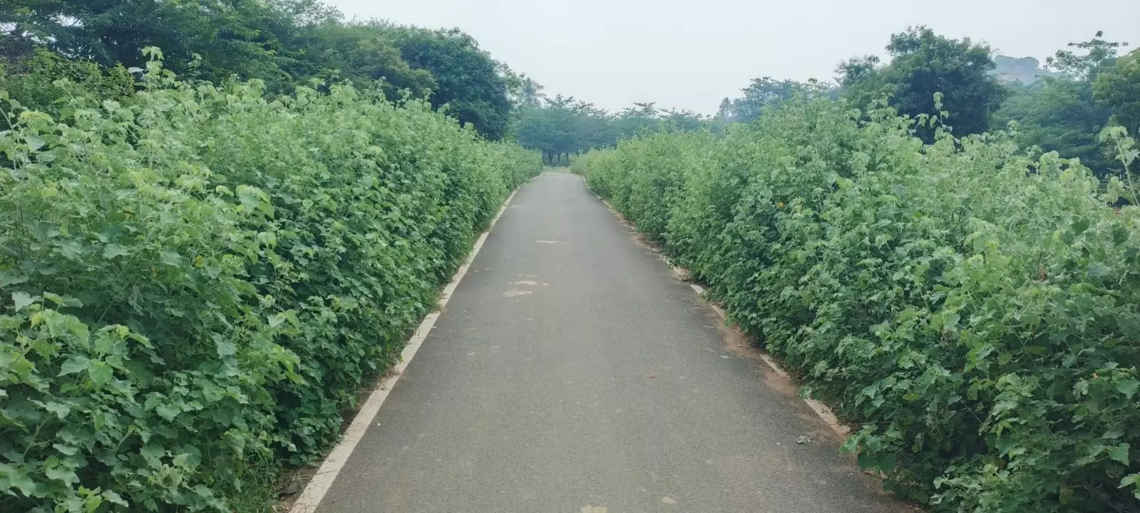 செடி-கொடிகளை அகற்ற வேண்டும் செடி-கொடிகளை அகற்ற வேண்டும்