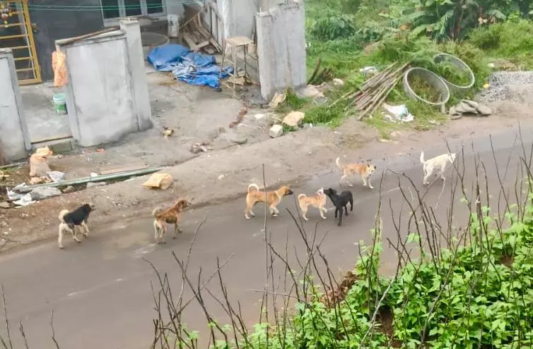 தெருநாய்கள் தொல்லை தெருநாய்கள் தொல்லை