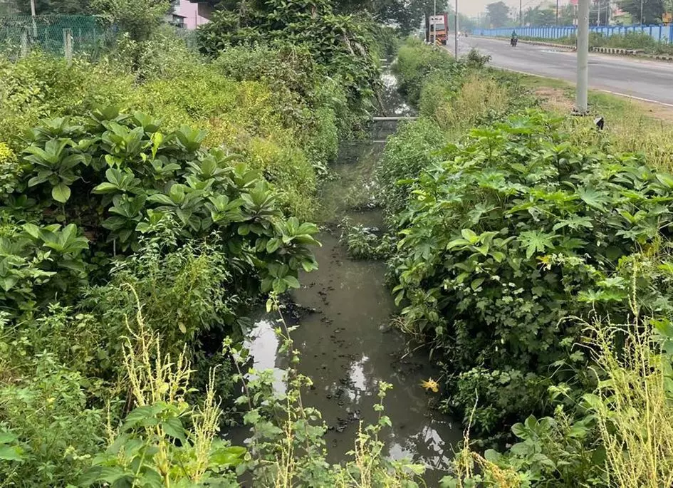 தூர்வாரப்படாத கழிவுநீர் வாய்க்கால் தூர்வாரப்படாத கழிவுநீர் வாய்க்கால்