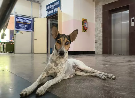 கலெக்டர் அலுவலகத்தில் நாய்கள் தொல்லை