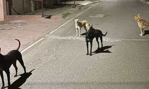 தெருநாய்கள் தொல்லை தெருநாய்கள் தொல்லை