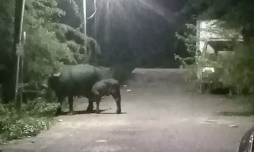 சாலையில் உலாவரும் எருமை மாடுகள் சாலையில் உலாவரும் எருமை மாடுகள்