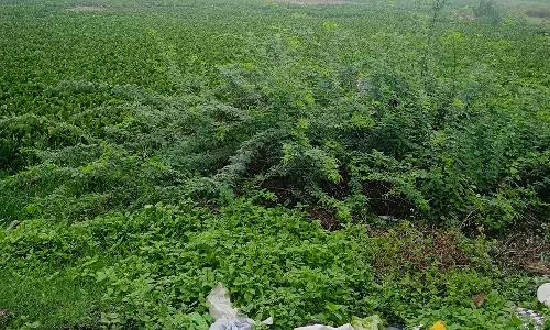 கண்மாயை ஆக்கிரமித்த அமலைச்செடிகள் கண்மாயை ஆக்கிரமித்த அமலைச்செடிகள்