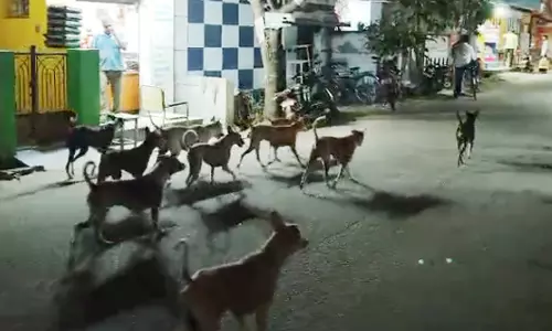 தெருநாய்கள் தொல்லை தெருநாய்கள் தொல்லை