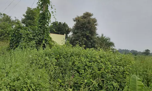 செடி, கொடிகள் படர்ந்த மின்கம்பம் செடி, கொடிகள் படர்ந்த மின்கம்பம்