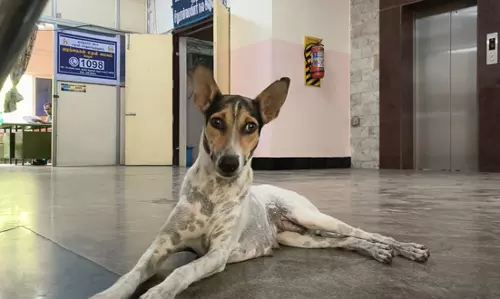 கலெக்டர் அலுவலகத்தில் நாய்கள் தொல்லை