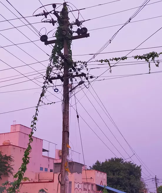 செடி, கொடிகள் படர்ந்த மின்கம்பம்