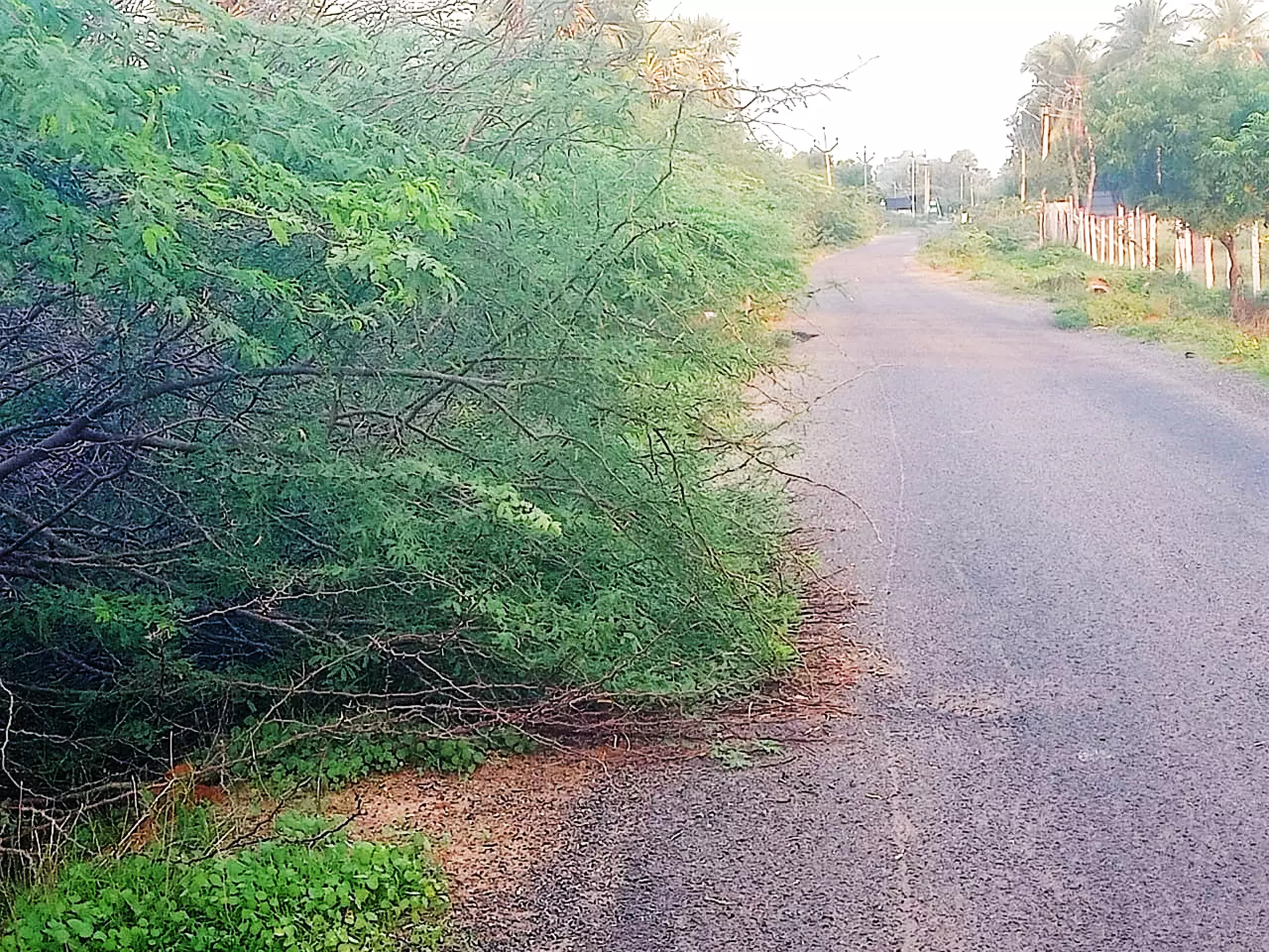 சாலையை ஆக்கிரமித்த முட்செடிகள்