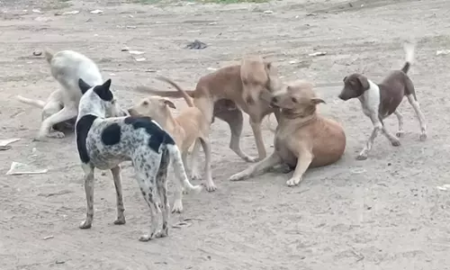 நாய்கள் தொல்லை