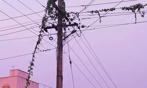 செடி, கொடிகள் படர்ந்த மின்கம்பம்