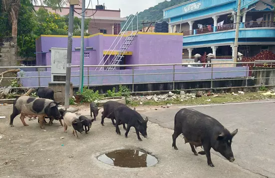 பன்றிகள் தொல்லை