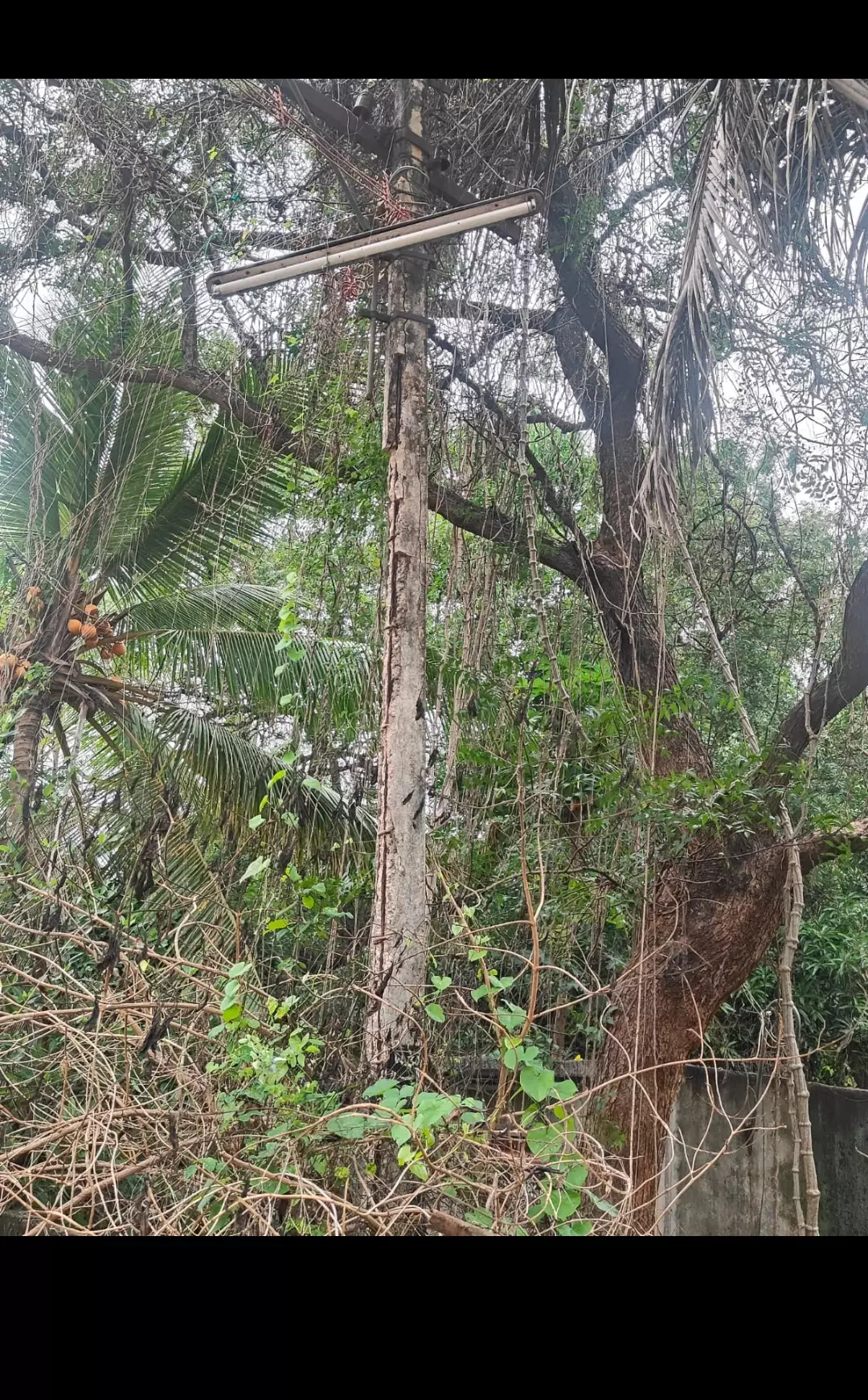 சேதமடைந்த மின்கம்பம்