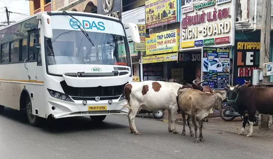 மாடுகளால் போக்குவரத்து இடையூறு