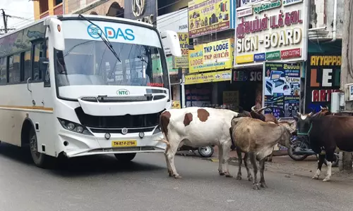 மாடுகளால் போக்குவரத்து இடையூறு மாடுகளால் போக்குவரத்து இடையூறு