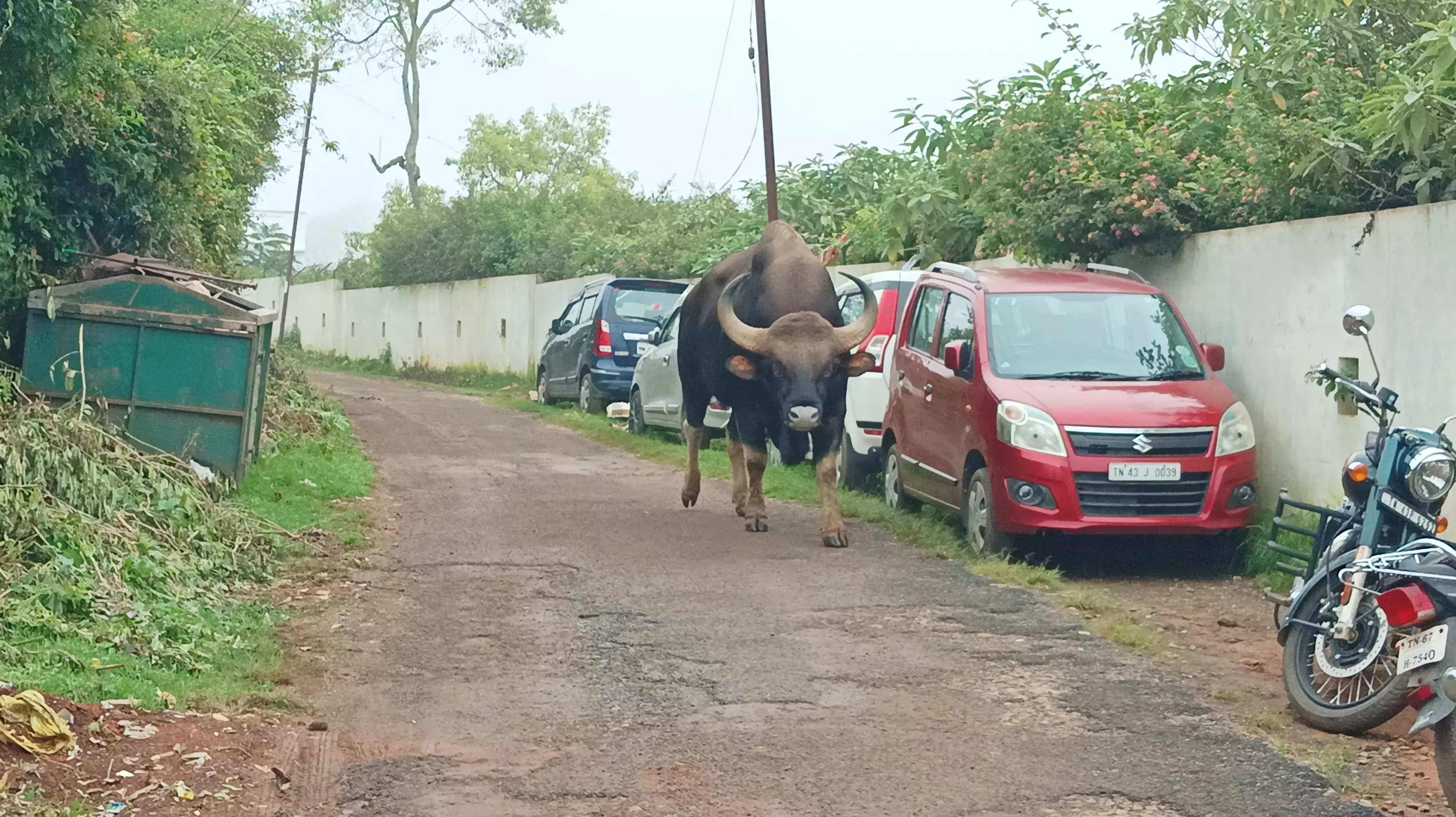 காட்டெருமைகளால் அச்சம்